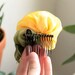 CUSTOM ORDER for Marieke Smith - Yellow Rose Hair Comb