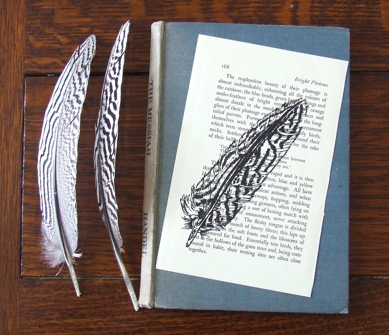 Bright Pinions Single Feather Gocco Print on Vintage Book Page