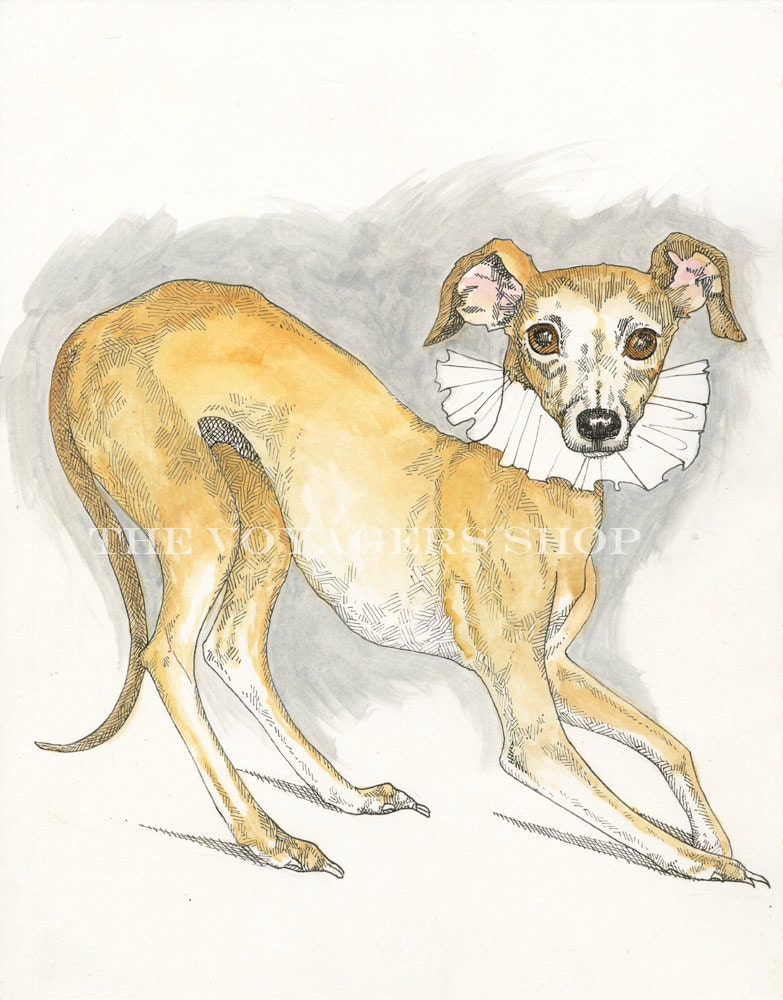 Italian Greyhound 8.5 x 11 print