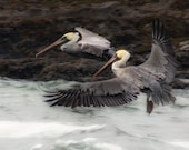 Two Pelicans In Flight  8x10 Archival Photographic Print