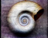 Moon Snail - 8 in x 8 in Fine Art Photograph - Nature Photography - Seashell Photography - Seashells Home Decor - Coastal Beach Decor