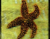 Starfish Photo No. 1 - 8 in x 8 in Fine Art Photograph - Nature Photography - Coastal Nursery - Seashells Home Decor - Coastal Beach Decor