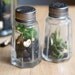 Three Terrariums in Vintage Containers, Pixie Homes