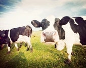 Curious Cows of New York - 5x7 photo print