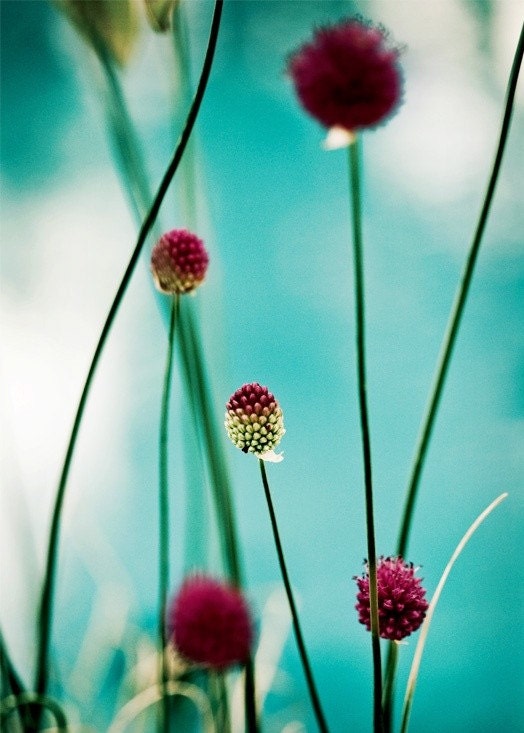 5x7 Bluesy Allium Flower - Fine Art Photo Print