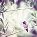 Hummingbird in Tree - 8x8 Fine Art Photography Print