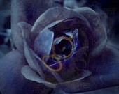 Sub Rosa II - LIMITED EDITION ARCHIVAL FINE ART PRINT 14 x 12