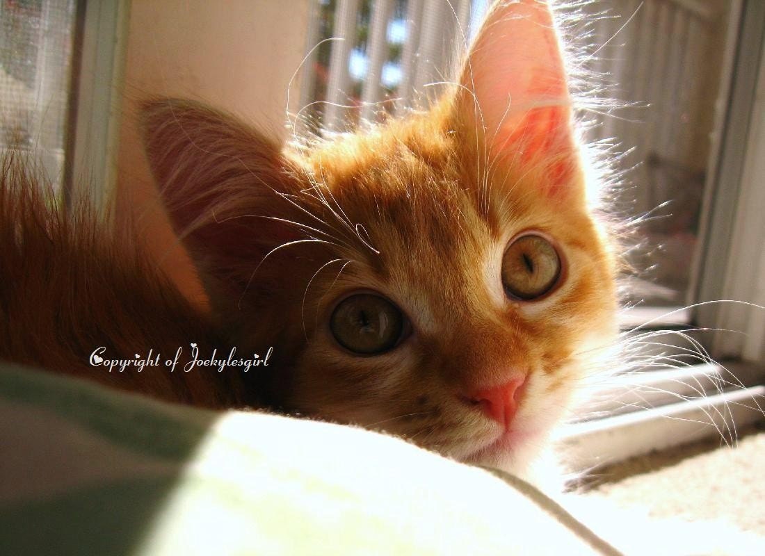 Lazy Lucy in The Sun // 5X7 Glossy Print Photograph