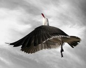 Bird Art Photography, Animal Photography, Bird Art, Nature Photography, Heermann's Gull, Home and Wall Decor, Float, 6 x 6