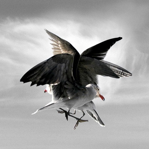 Bird Art, Bird Print, Animal Photography, Fine Art Print, 6 x 6, Fine Art Photography, Collision