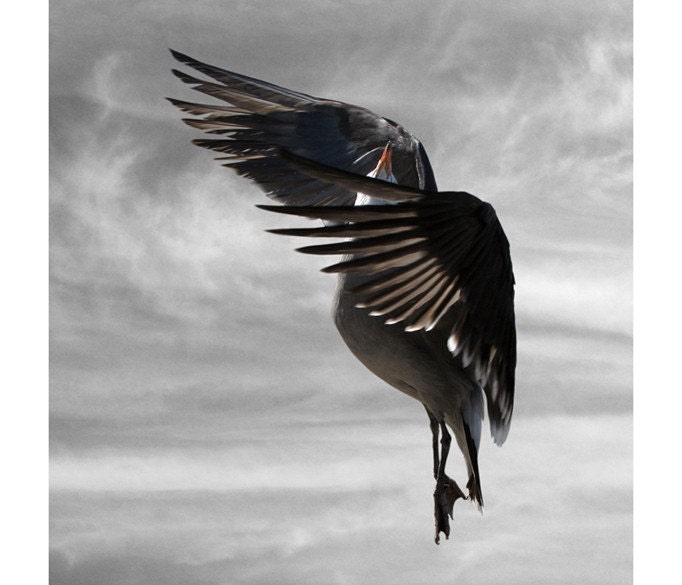 Spin,  Animal Photography, Seagull Art, Bird Print, Fine Art Print, 6 x 6, FIne Art Photography