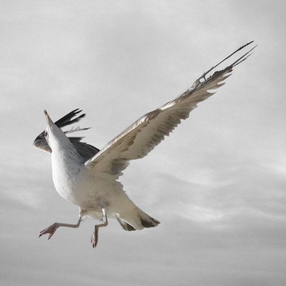 Swoosh, Bird Art, Animal Photography, Seagull Bird Art Print, Fine Art Photography, Home Decor, Wall Art