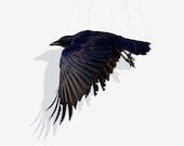 Suspend,  Crow in flight, Bird Art Print Photography, Fine Art Print - susieloucks