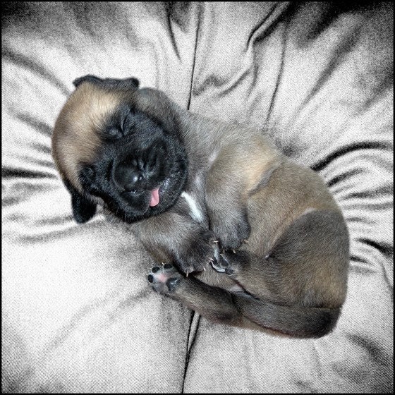 Animal Photography, Puppy Photography, The Nap, Mastiff Puppy Dog Animal Print, FIne Art Photography, 6 x 6