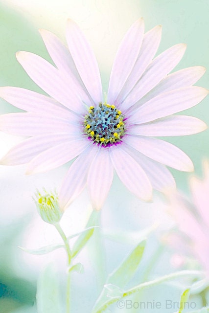 Nature Photography 11x14 Pale Pink Gerbera Daisy print cottage chic