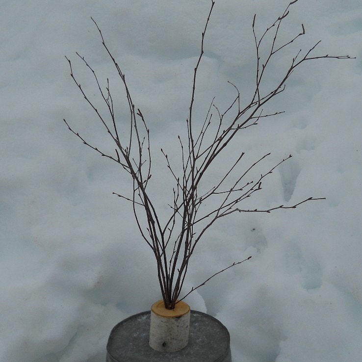Reserved - 3 Centerpiece Large Birch Branches Holiday, Wedding, Mantle Decor