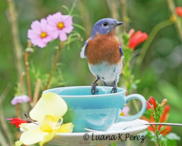 Billy Bluebird Tea Time - EyesOfLuana
