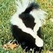 Pet Shampoo SKUNK-BE-GONE Get It Now, Be Ready from NorthWood Buffalo Ranch