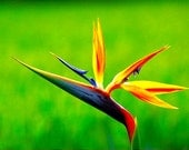 Soy Tart Candle Melts..3.5oz...Bird of Paradise soy square melts
