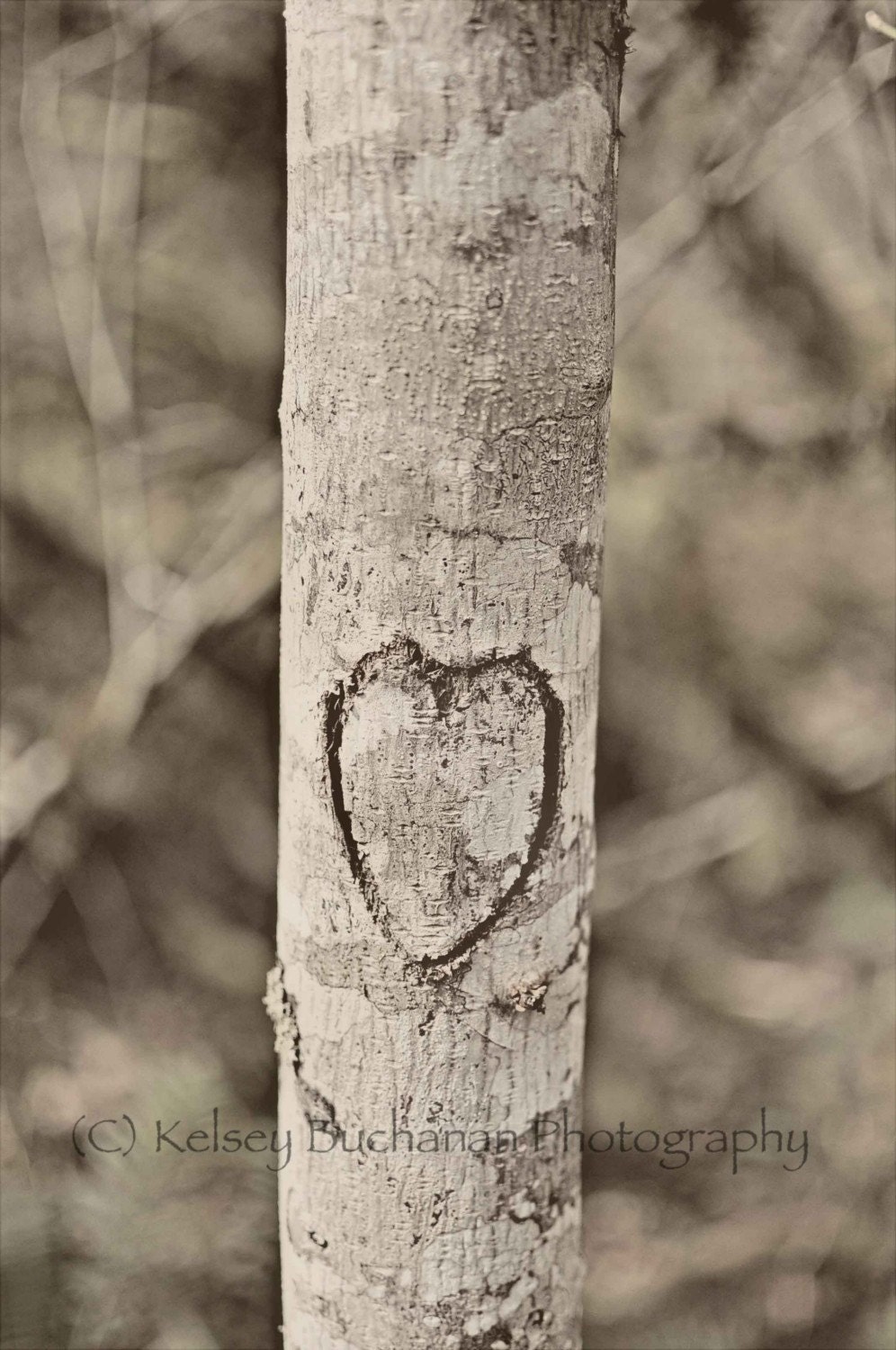 heart carved tree