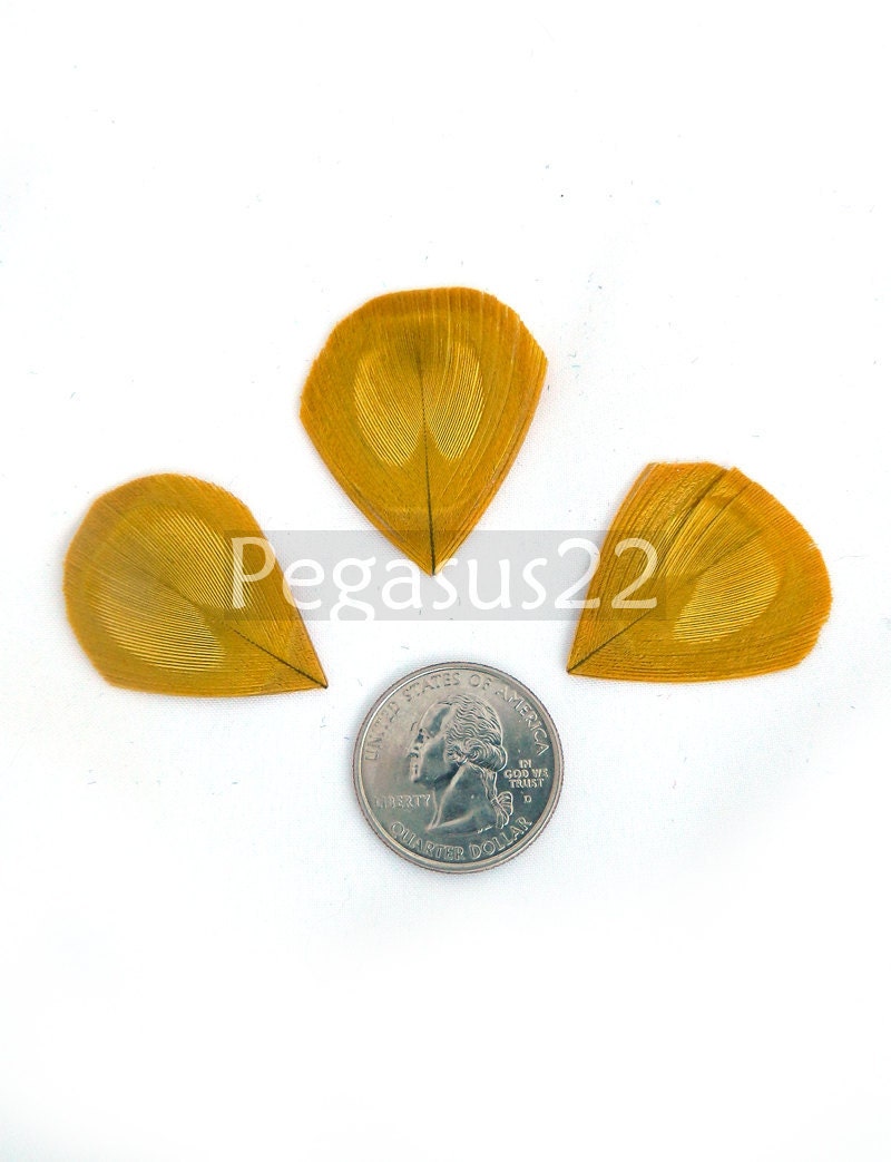 YELLOW Peacock Feather Eyes Trimmed -  Used for appliques, wedding invitations, hats, earrings, and fascinators  (12 PIECES)(Small)(Yellow)