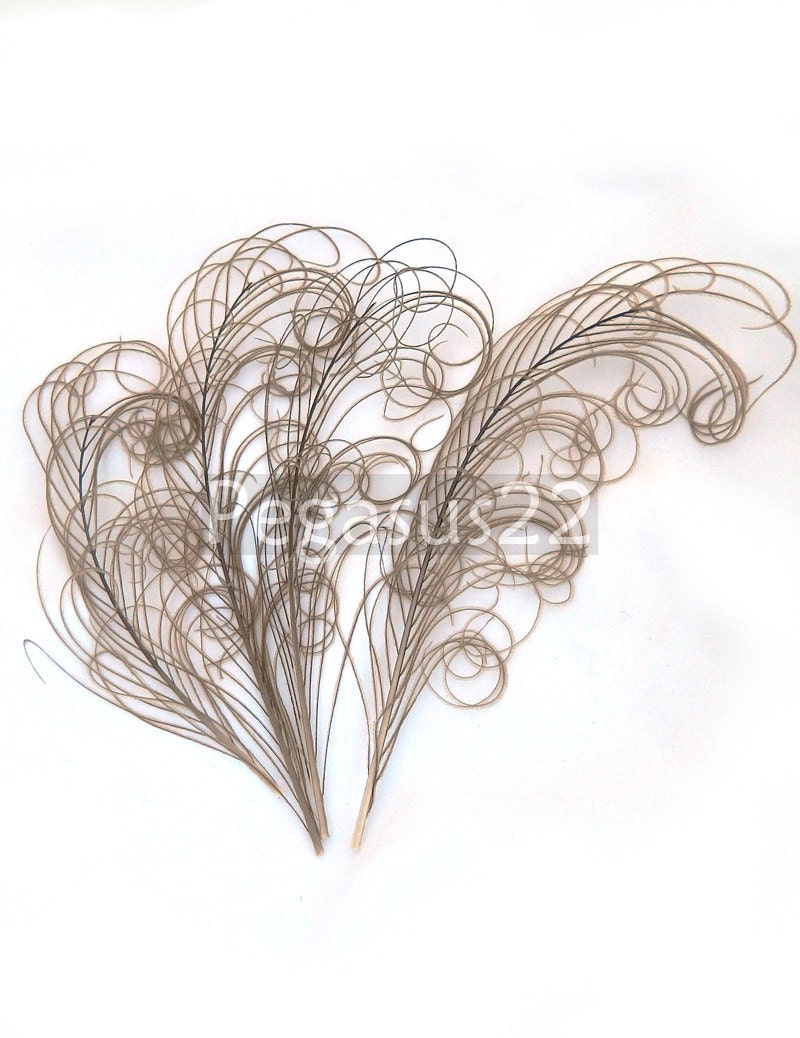 MOCHA BROWN peacock feather sprigs curled for hats, fascinators, headdresses, and floral arrangements. (5 -8 Inches Long)(4 SPRIGS)