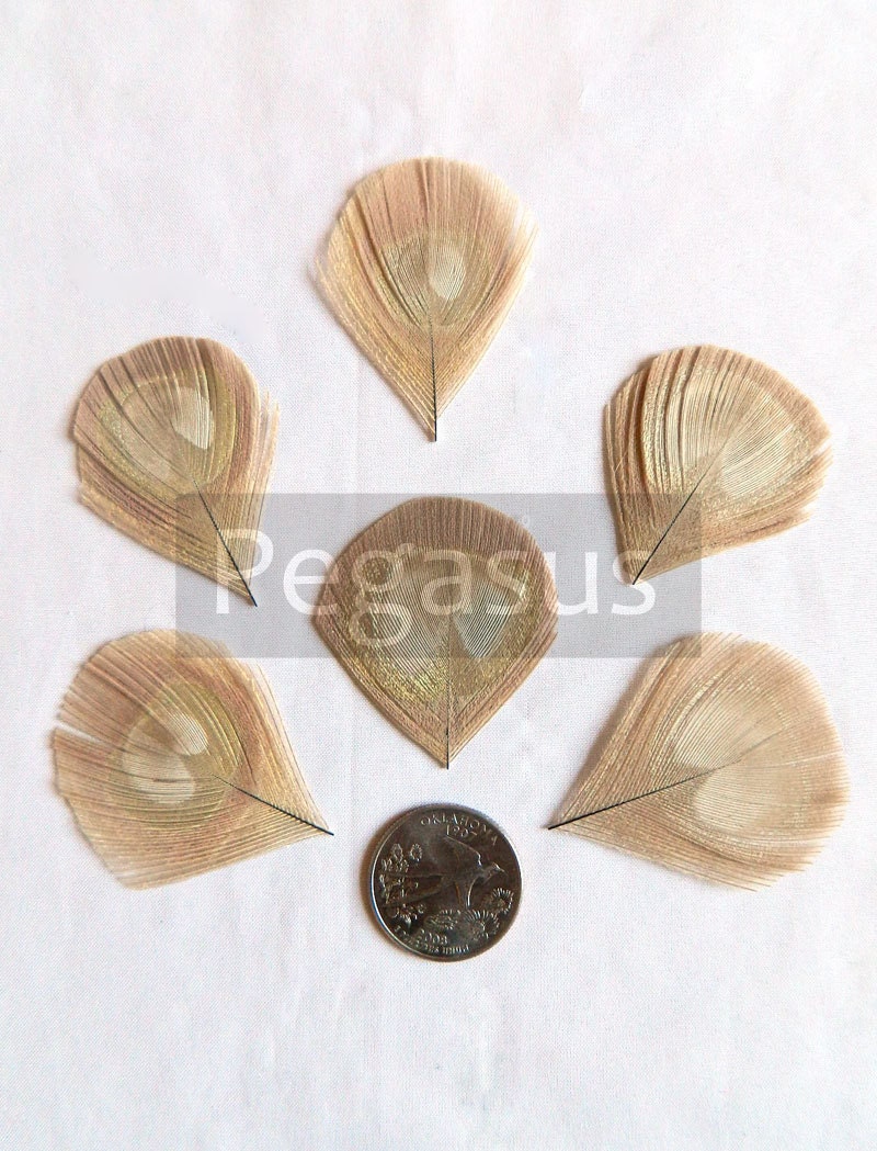 IVORY Peacock Feather Eyes Trimmed -  For appliques, wedding invitations, Shoe clips, earrings, and fascinators  (12 PIECES)(Large)
