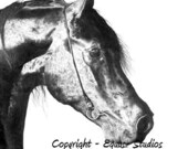 Black Stallion Drawing, 14 x 16" Arabian Horse Art, Equine Art Head Portrait,  Black and White Artwork, Limited Edition