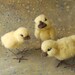 Needle Felted Chicks Kit