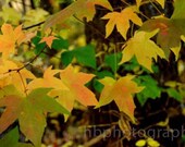 Colors of Fall
