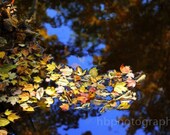 Floating Reflections