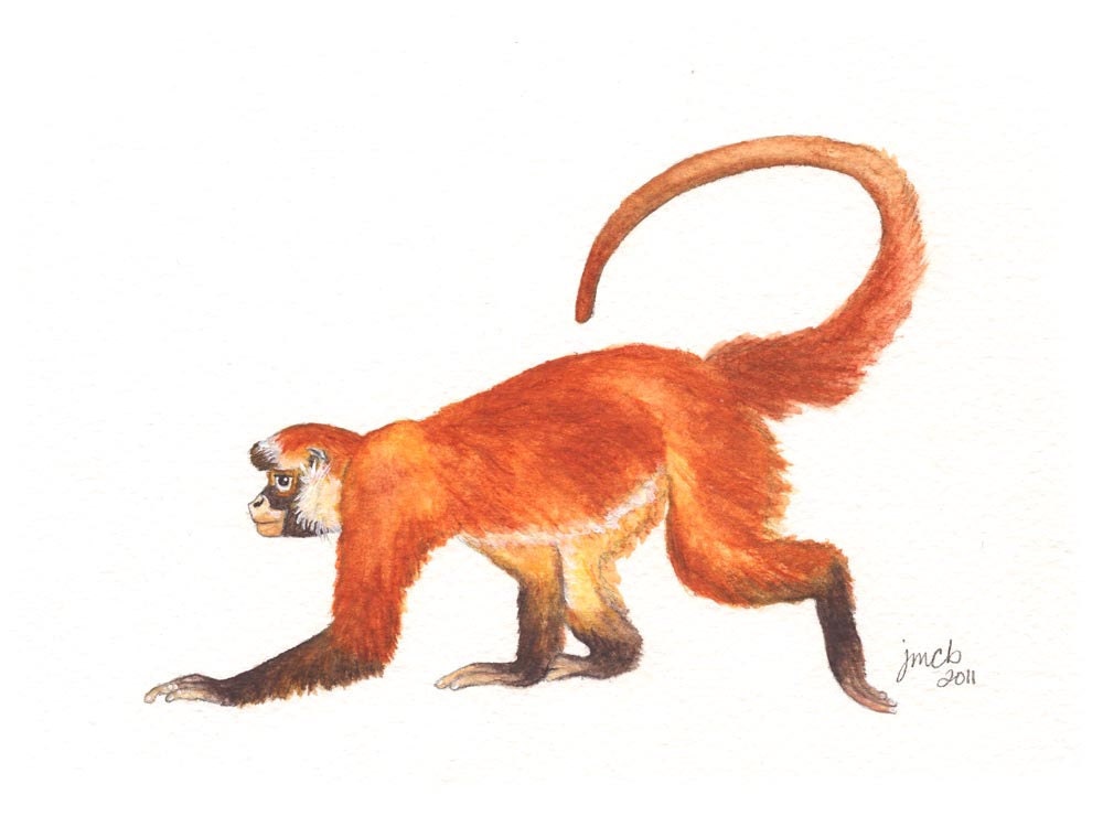 Spider Monkey watercolor