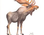 Moose watercolor
