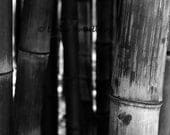 Nature Photography, Black and White Photograph, Bamboo Forest 8x12 Fine Art Nature Print, Home Decor, Wall Decor