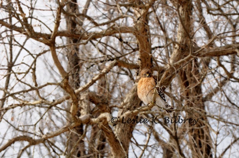 Nature Photography, Animal Photograph, Red-shouldered Hawk, 8x10 Fine Art Nature Print, Home Decor, Wall Decor