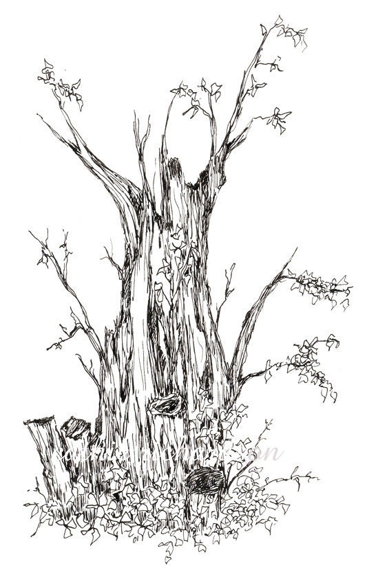 Tree Black Pen and Ink Drawing Original Art