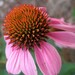 Echinacea (Purple Coneflower) Seeds