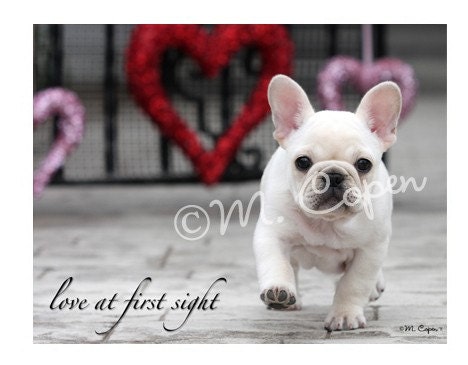 Love at First Sight French Bulldog Puppy Cards - Set of 2 Cards