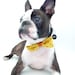 Pet Bow Tie / The "BubbaBow" Tie for Happy Pets Vietnamese Silk with Leather Accent / Ready to Ship