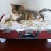 Upcycled Vintage Suitcase Pet Bed - Redish Orange Tweed - Black Handle with White Short Legs - Floral Pillow - Eco Earth Friendly
