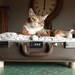 FREE SHIPPING Cozy Cargo Suitcase Pet Bed - Brown and Purple - Birch Round Legs - Upcycled Luggage