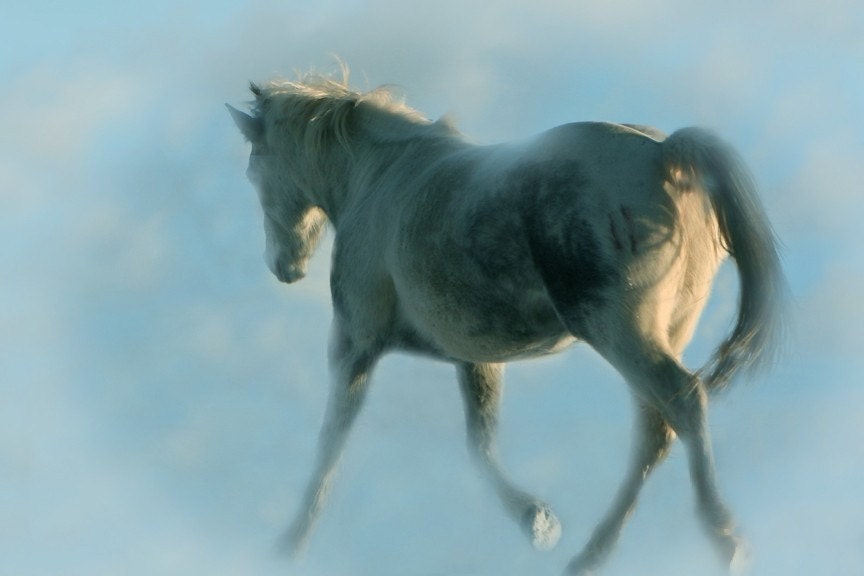 Photography Animal Blue Horse Photography Art Horse Art in the Clouds 16x24 Archival Photograph