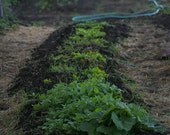 Kitchen  Art Garden Photo  Organic Garden Fine Art Photograph 11x14