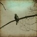 Baby Eagle on a branch 8x8 Fine Art Photograph