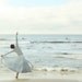Reserved For Lori Reach For the Sky 20x20 Fine Art Photograph
