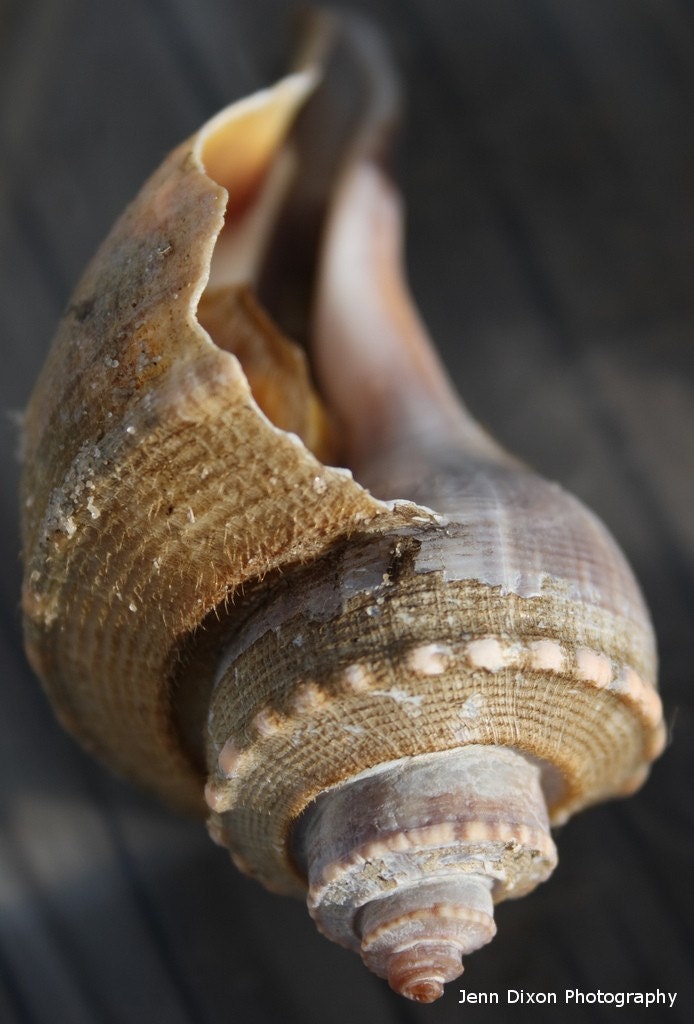 Seashell 8x12 Photograph