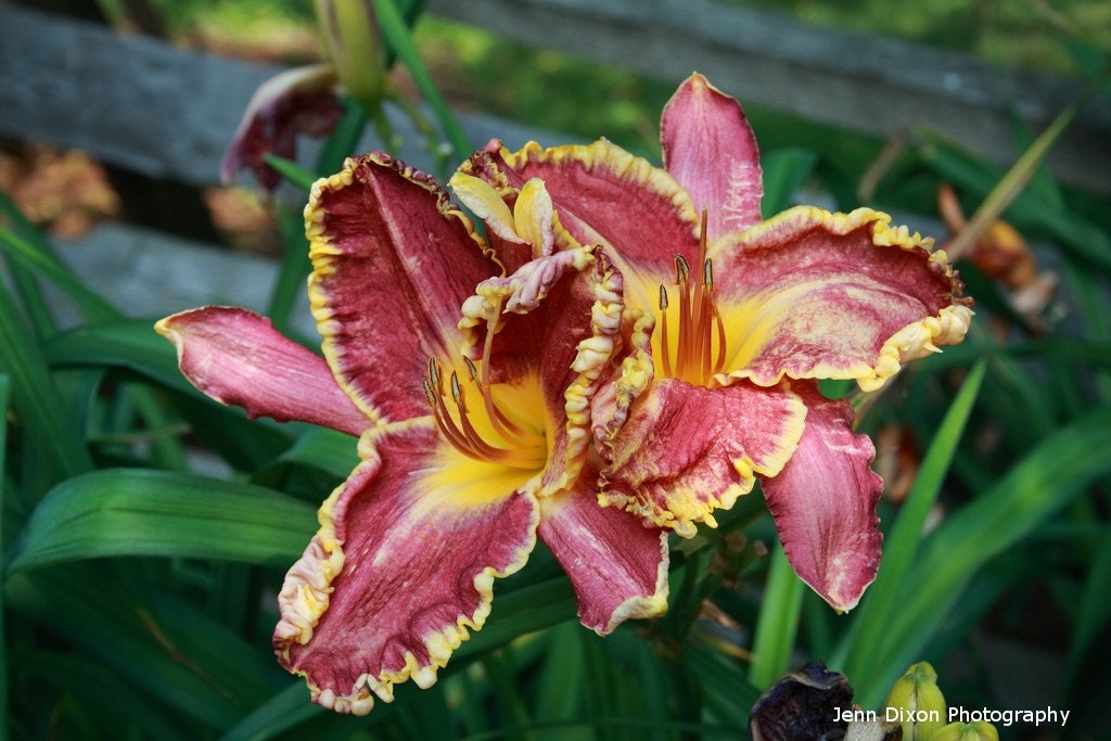 Day Lilies 8x12 Photograph