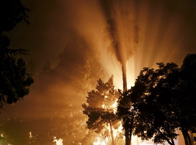 Trees, Hollywood, CA, 8.5x11 Fine Art Print