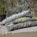 Large Desert Sage Smudge Wand