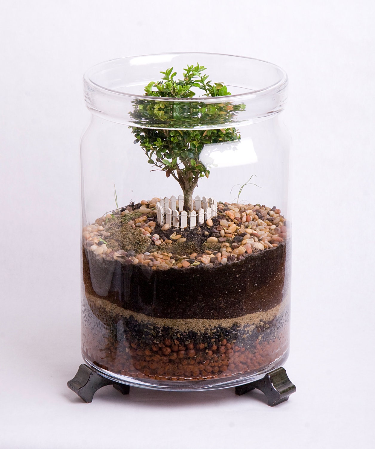 George Washington's Boxwood